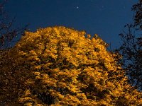 Herbst  Kapella im Fuhrmann leuchtet über dem herbstlichen Baum.